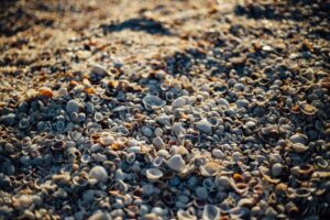 Sand and seashells