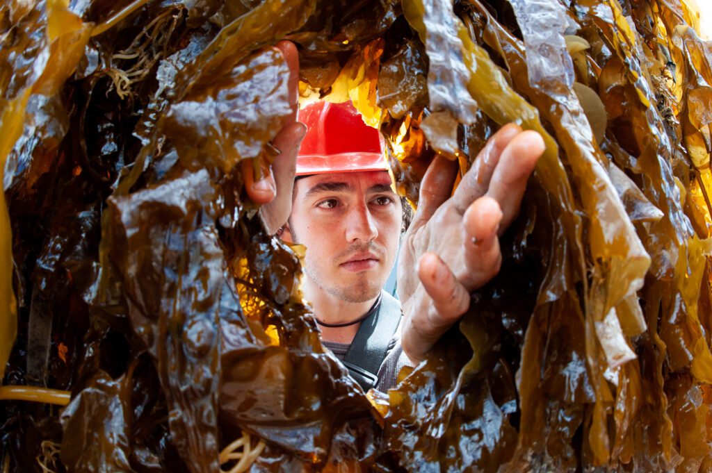                               SAMS is working on seaweed research at international level
