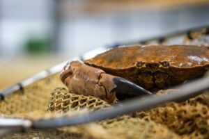 Brown Crab in a fishing net