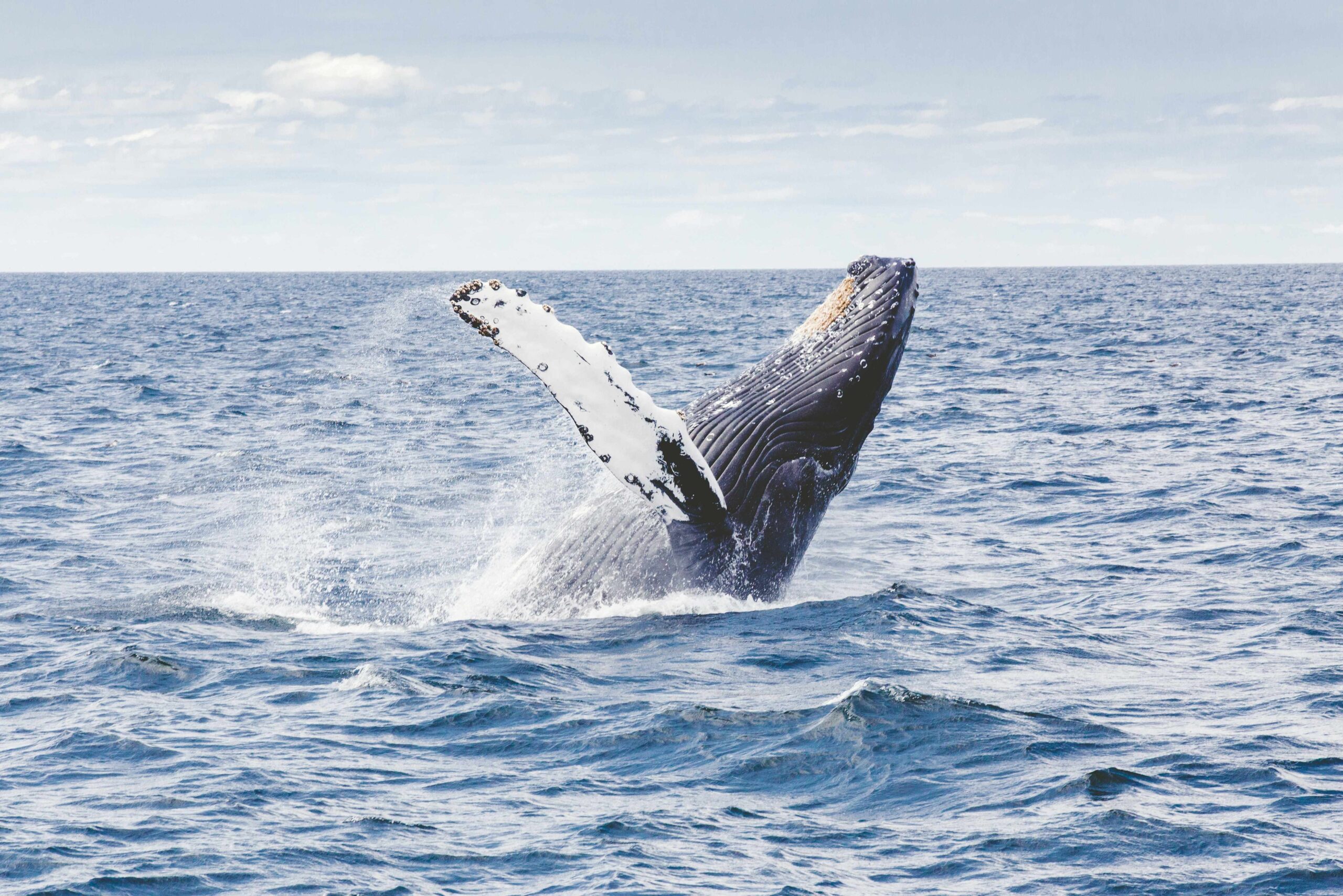 A Humpback Whale jumping out of the water