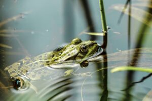 Frog in a pond