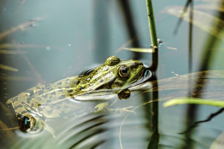 Frog in a pond