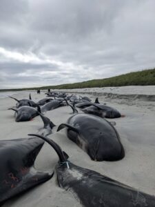 Stranded pilot whales on a sandy beach