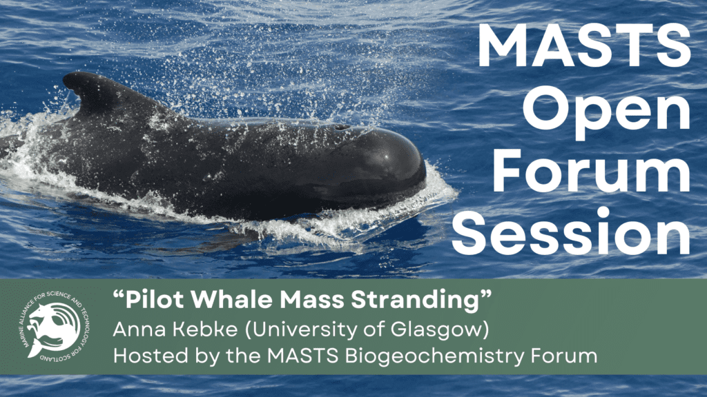 Whale in the sea