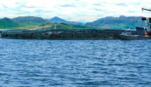 salmon farm in the sea
