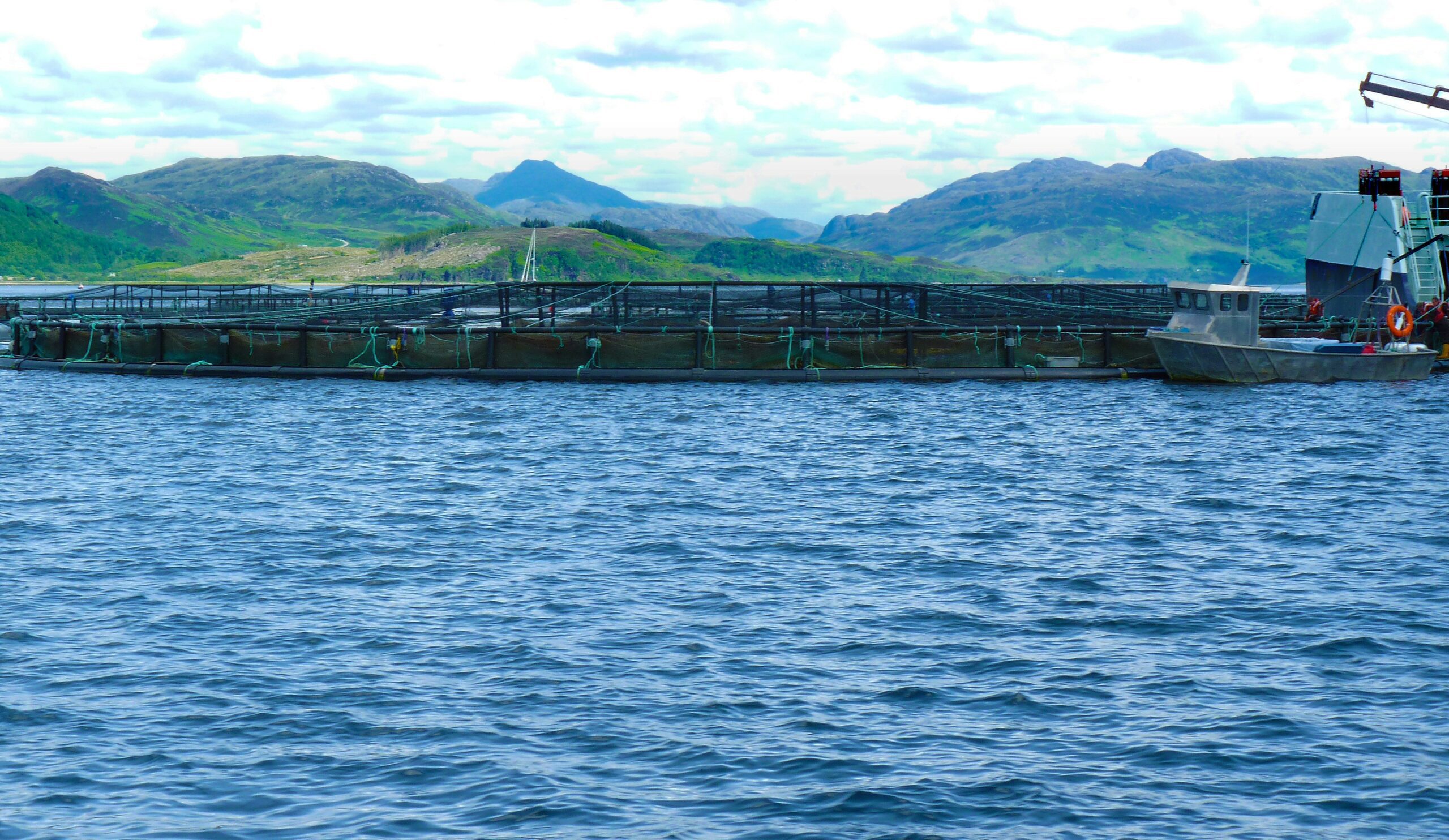 salmon farm in the sea