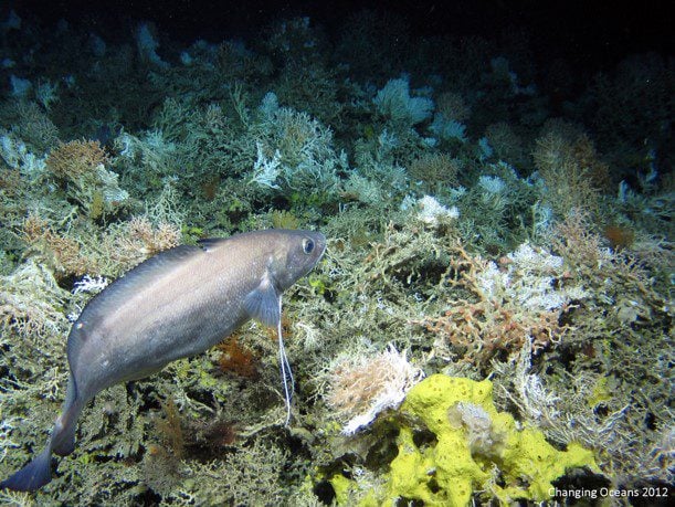 cold-water coral reefs behind a fish