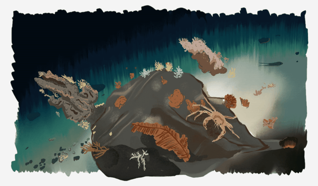 Drawing of a rock under water with crabs and plants on top of it