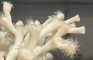 close up of cold water corals, long tubes with small hairs at the end