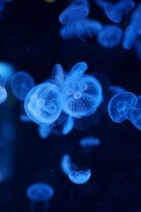 a group of jellyfish under water