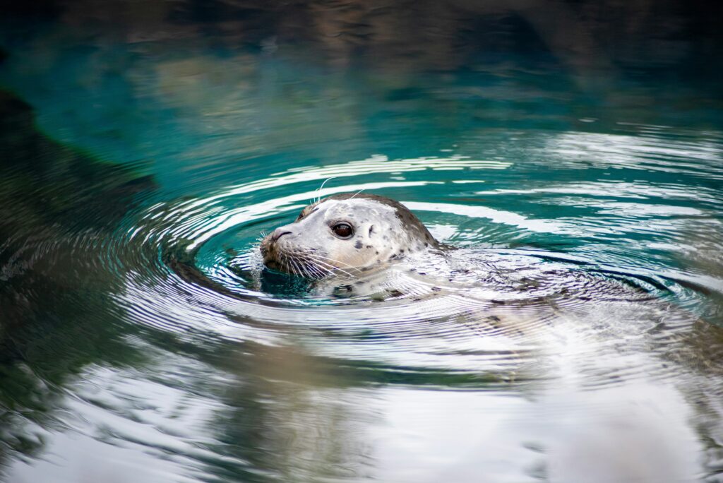 The head of a seal sticking out of the water