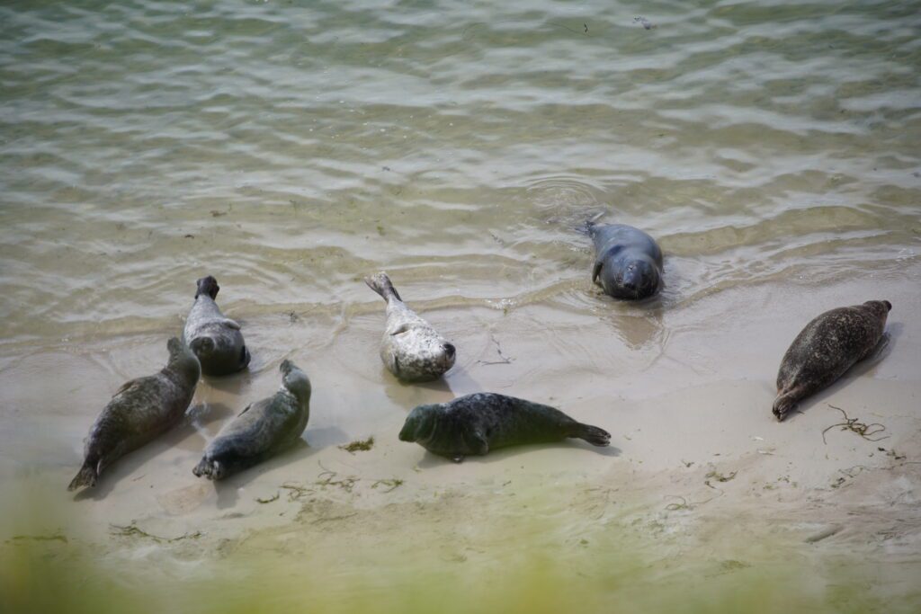 A group of seals relaxing on the beach
