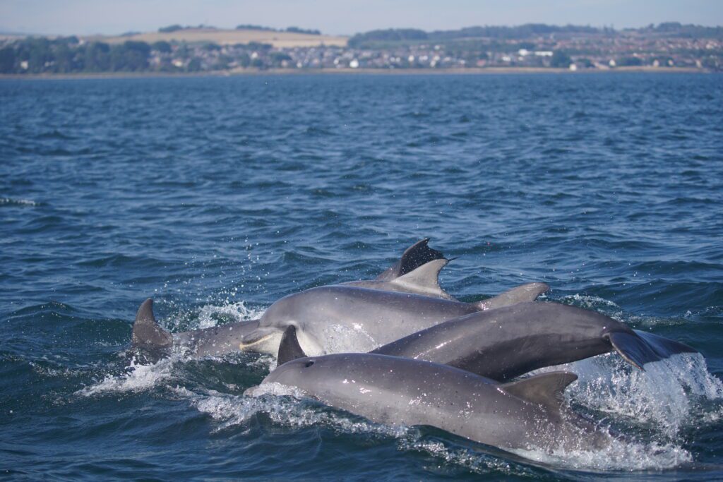 Group of dolphins swimming in the ocean, coastline in the background