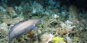 cold-water coral reefs behind a fish