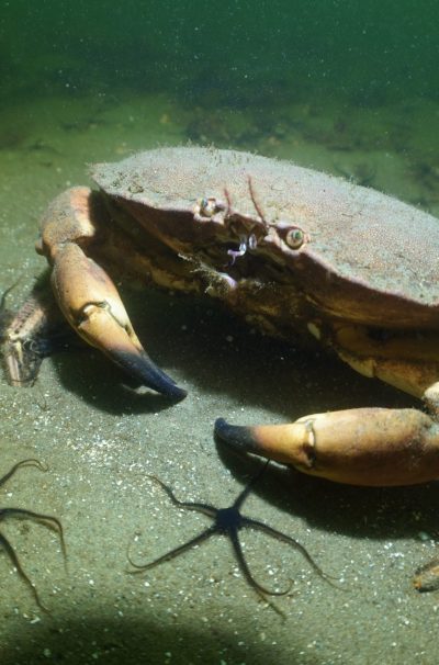 A Brown Crab in on the sea floor