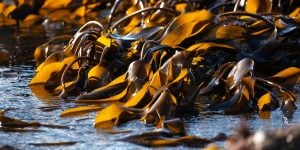Wet seaweed on the beach