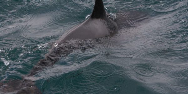 a photo of a dorsal fin of a dolphin as it swims in the sea